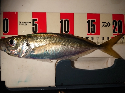 今年初アジング