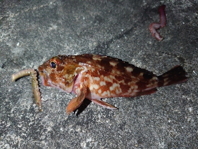 昨日の青イソメが余っていたので…