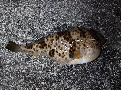 とりあえず投げてみたいと…