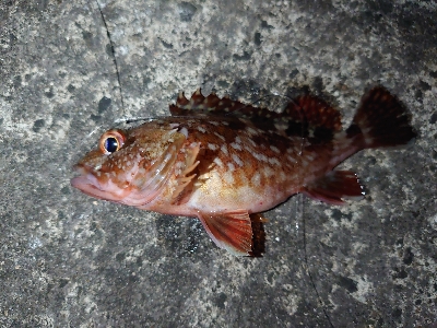 ウキ釣りとちょい投げ釣り、たまにメバリング