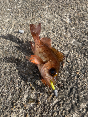 大晦日夕マヅメからのアジング