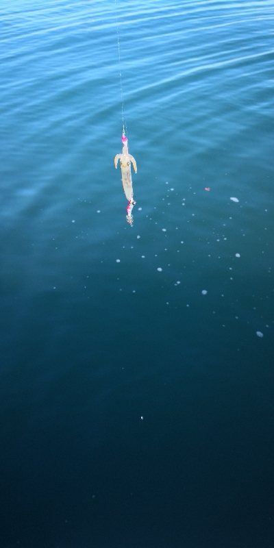 アジング練習356 ライトエギング昼間