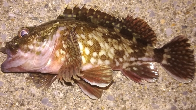 2022釣り始めアジング