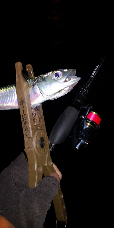アジング練習357 ライトエギング