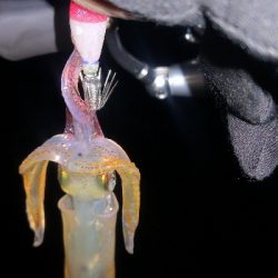 アジング練習358 ライトエギング復活か？…