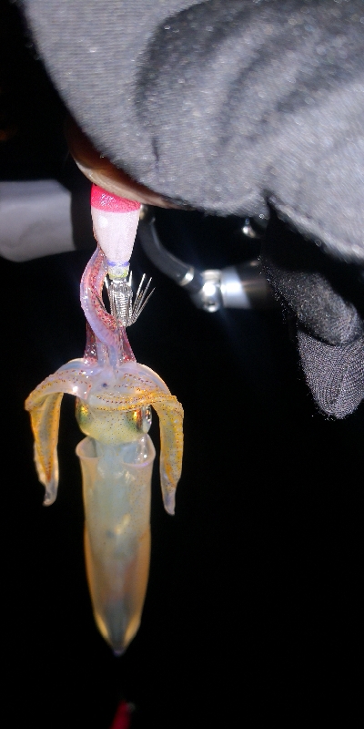 アジング練習358 ライトエギング復活か？…