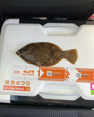 カレイ釣り