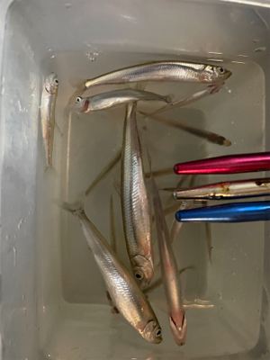 釣り始め！ワカサギ釣り