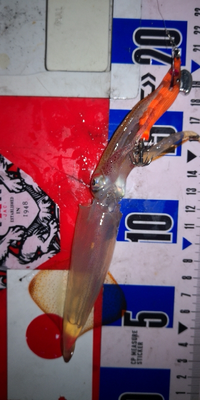 アジング練習　ライトエギング撃沈