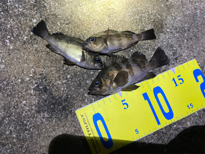 メバリング新春3回目