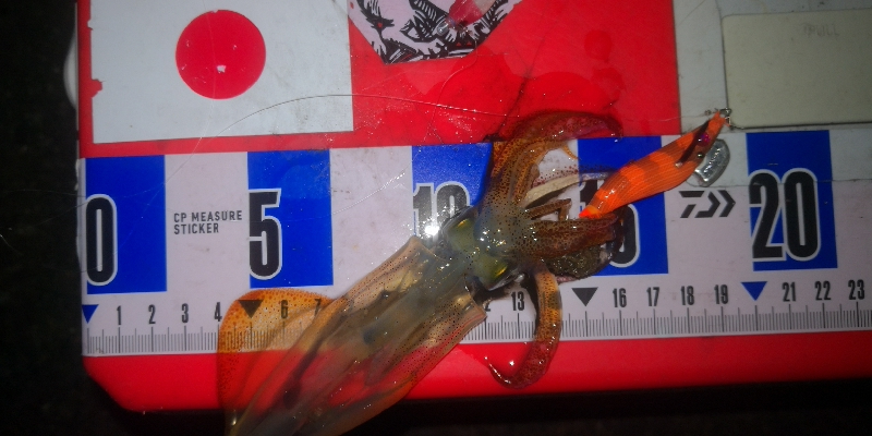 アジング練習360 ライトエギング