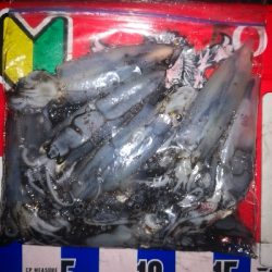 アジング練習361  ライトエギング