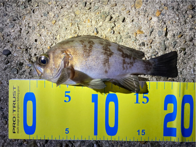 明石メバル釣行