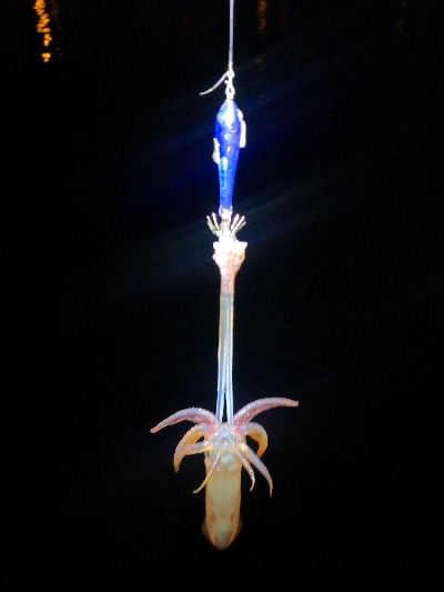 アジング練習362 ライトエギング