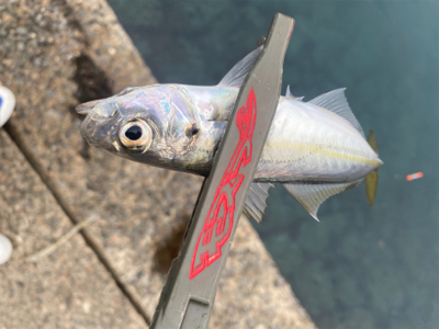 早起きして鱗付け