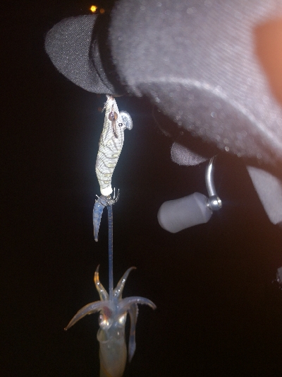 アジング練習363 ライトエギング