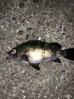 穴釣りとメバリング