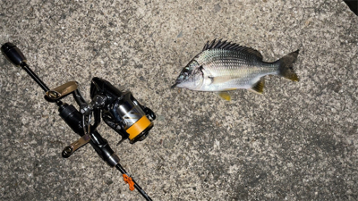 メバリングナイト