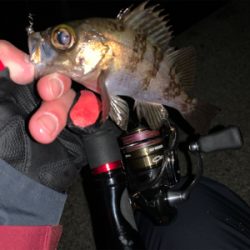 メバリング開幕