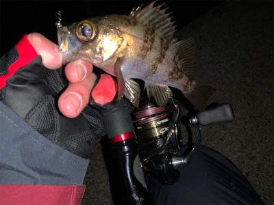 メバリング開幕