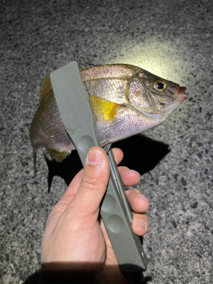 底をとったら楽しい外道