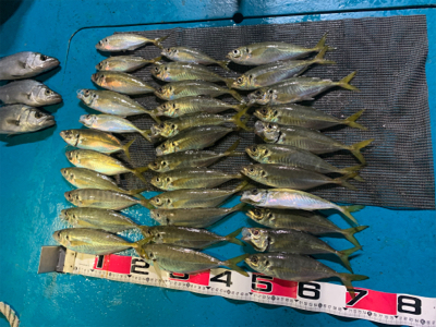 初のオフショア近海アジング！