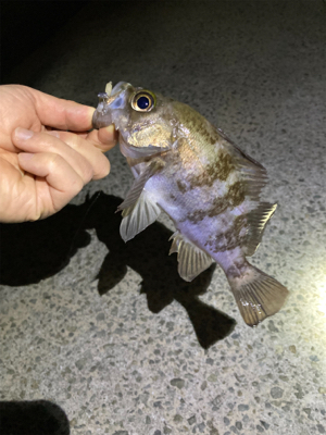 明石メバリング