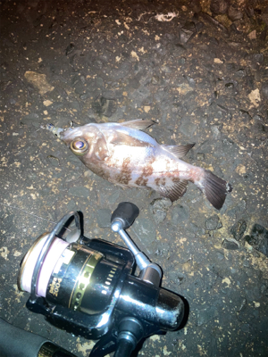 お散歩フィッシング