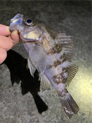 明石メバリング