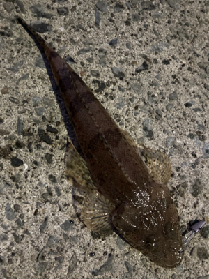 アジングでタチウオ＆コチ