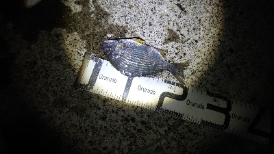 1/8釣果　良い天気