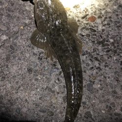 新規開拓からのやっぱりホーム