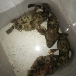 夕マズメのガシラゲーム