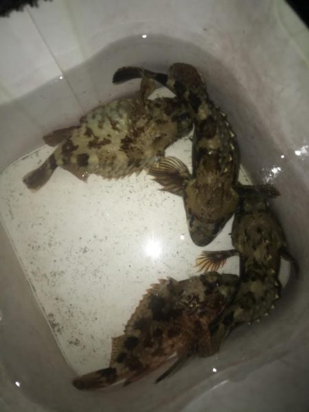 夕マズメのガシラゲーム