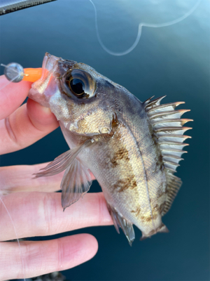 デイメバリング