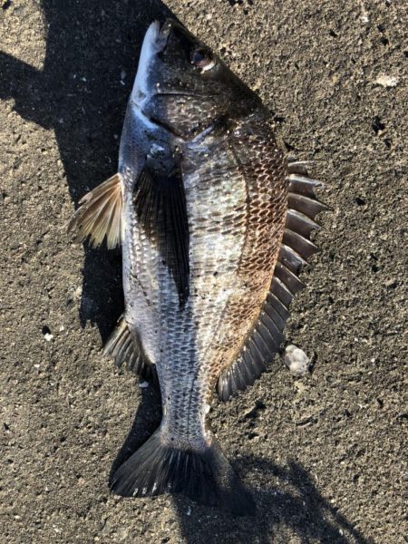 イチノ兄弟、釣果!