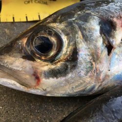 尺アジング爆裂！！！