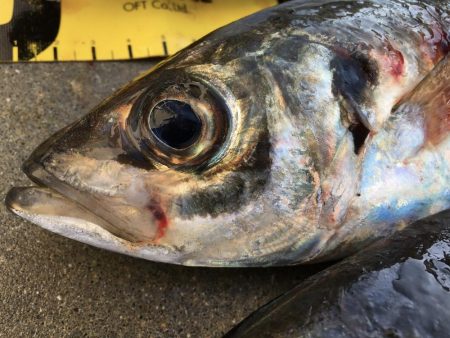 尺アジング爆裂！！！