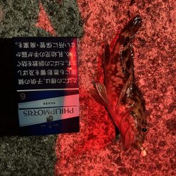 ガシリング 自己記録更新