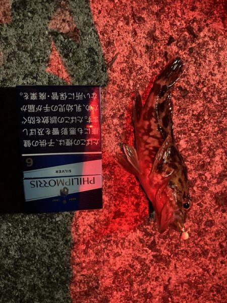 ガシリング 自己記録更新