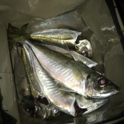 フロートアジングで尺アジGET