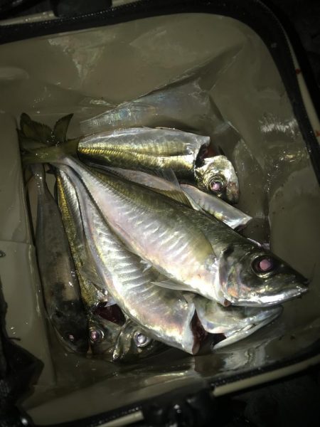 フロートアジングで尺アジGET