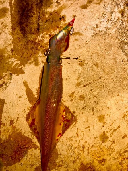 ヤリイカ開幕⁉️…