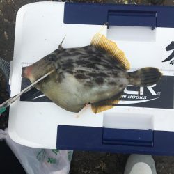 たかたか釣り日記