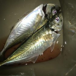 フロートリグで尺アジGET