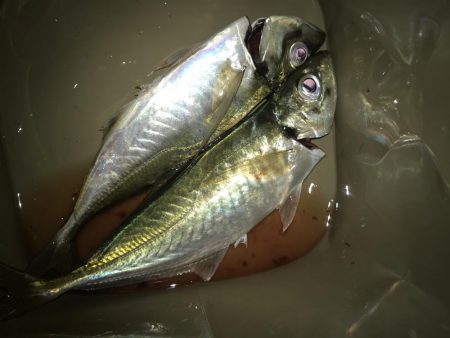 フロートリグで尺アジGET