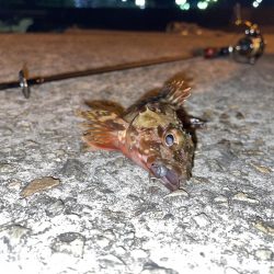 やっぱりガシリング