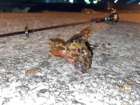 やっぱりガシリング