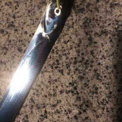 アナゴ狙いつつメバリング