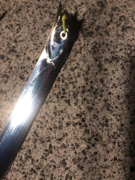 アナゴ狙いつつメバリング